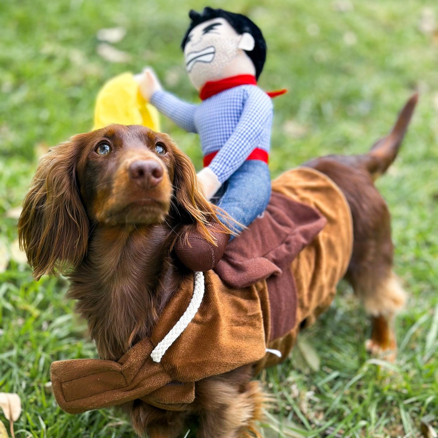 Wild Cowboy Dog Costume