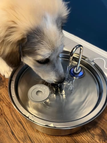 my goldens drinking more than ever